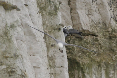 Mallemok - Noordse Stormvogel - Fulmarus glacialis