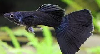 ikan Guppy