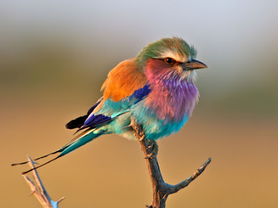 上 世界 一 可愛い 可愛い 鳥 ペット 217380