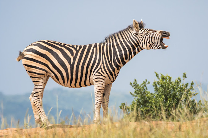 Zebra conservation efforts