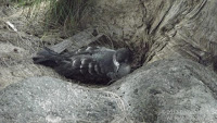 Likely injured Wedge-tailed Shearwater – Laniakea Beach, North Shore, Oahu – Dec. 29, 2013 – © Denise Motard