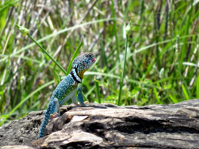 Crotaphytus collaris