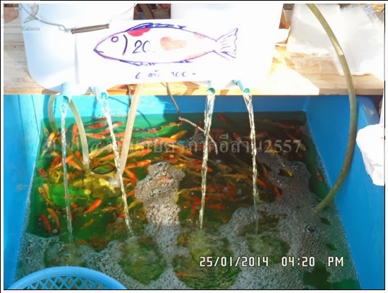 'งานเกษตรภาคอีสาน ขอนแก่น 2557