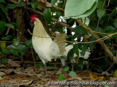 Red Junglefowl (Gallus gallus)