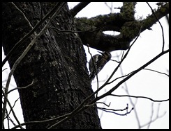 03f4 - Yellow-Bellied Sapsucker