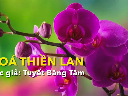 Đoá thiền lan - ý nhị thanh cao qua chùm thơ của tác giả Tuyết Băng Tâm