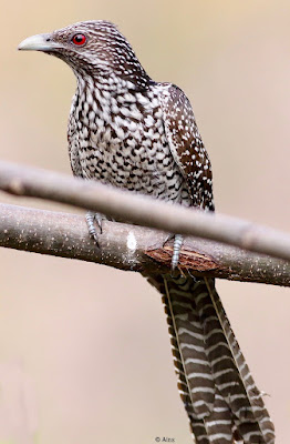 "Asian Koel,female, with blackish brown with white dots on the wings and strong streaking on head and throat.Red eyes perched on a branch."