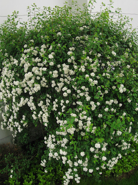 bridalbouquet I don 39t know what the official name of this shrub is but