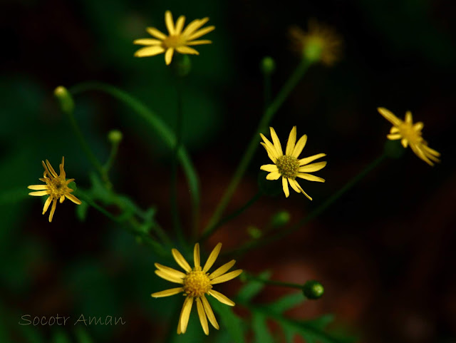 Nemosenecio nikoensis