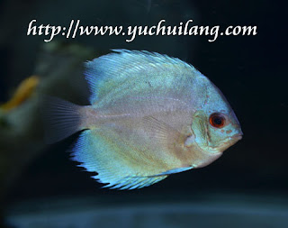 Discus Berlian Biru