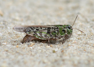 Nature Hermit: Grasshopper season
