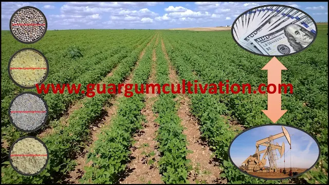 Guar seed and Guar gum will remain under pressure of speculators, Guar, guar gum, guar price, guar gum price, guar demand, guar gum demand, guar seed production, guar seed stock, guar seed consumption, guar gum cultivation, guar gum cultivation in india, Guar gum farming, guar gum export from india , guar seed export, guar gum export, guar gum farming, guar gum cultivation consultancy, today guar price, today guar gum price, ग्वार, ग्वार गम, ग्वार मांग, ग्वार गम निर्यात 2018-2019, ग्वार गम निर्यात -2019, ग्वार उत्पादन, ग्वार कीमत, ग्वार गम मांग, Guar Gum 