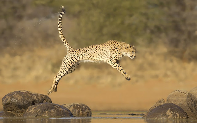 Cheetah Images