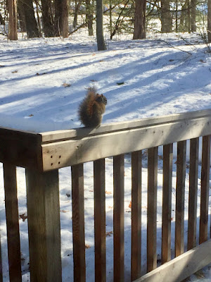 red squirrel supervising snowmelt