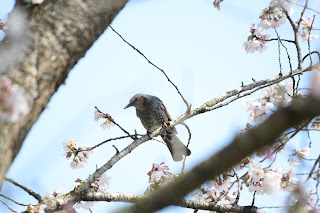 辰ノ口親水公園桜づつみとヒヨドリ