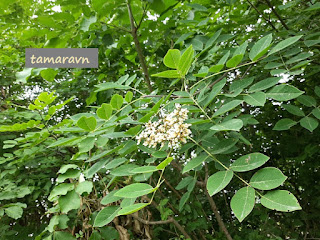 Маакия амурская (Maackia amurensis)