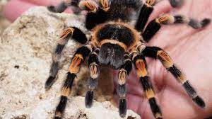Striped knee tarantula- spider