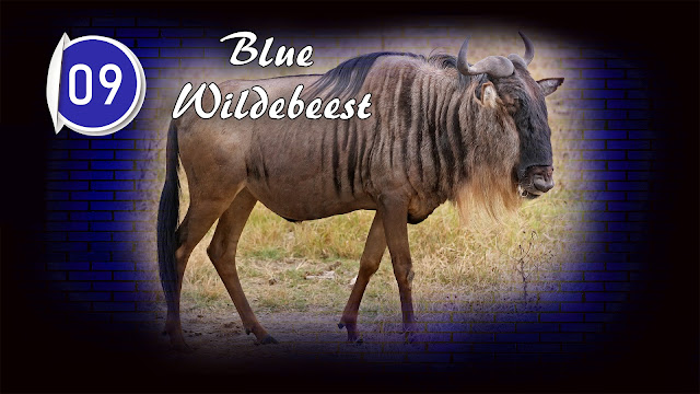Blue Wildebeest