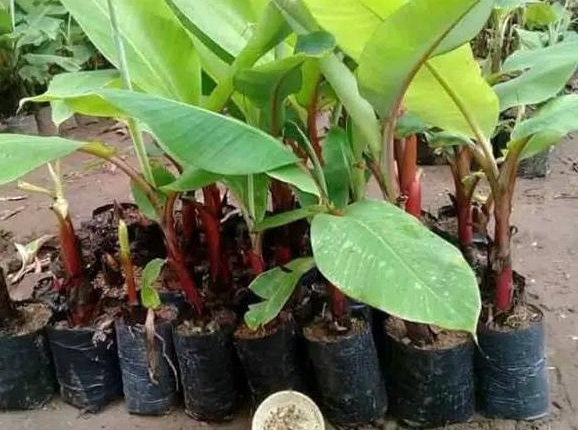 bibit pohon pisang merah ribuan stok bisa ecer maupun grosir Palangka Raya