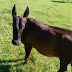 BAHIA: Animal pode ter nascido do cruzamento entre um jumento e uma vaca