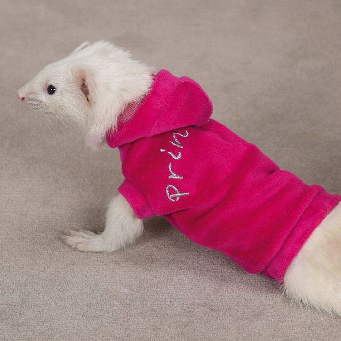Most Funny Ferrets in Sweaters Seen On www.coolpicturegallery.us