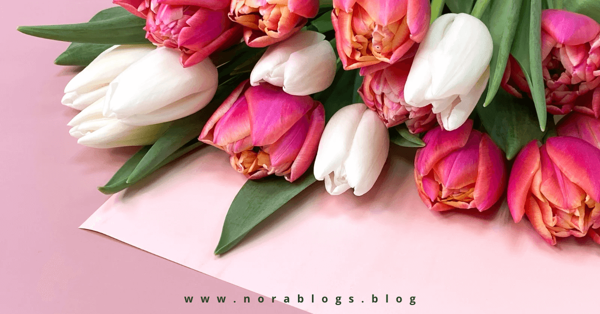 الاحتفال بزهرة التوليب زهور التوليب الوردية والبيضاء