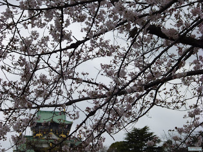 桜と大阪城