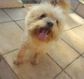 adopt a small dog Mia lovable Porkie looking for a new home