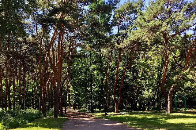 улица Маршала Новикова, дворы, парк Генерала Жадова (парк «Лесной массив на улице Максимова»)