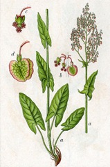 Rumex_acetosa_web