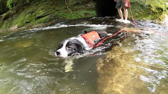 保護犬 ボーダーコリー トーマ 養老渓谷