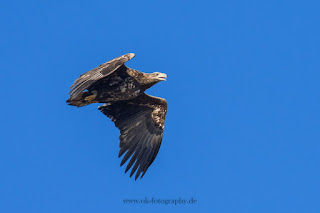 Wildlifefotografie jagender Seeadler Olaf Kerber