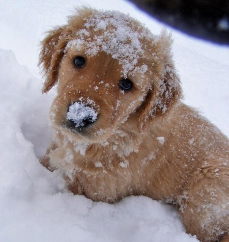 snow puppy | Animal Cognizance