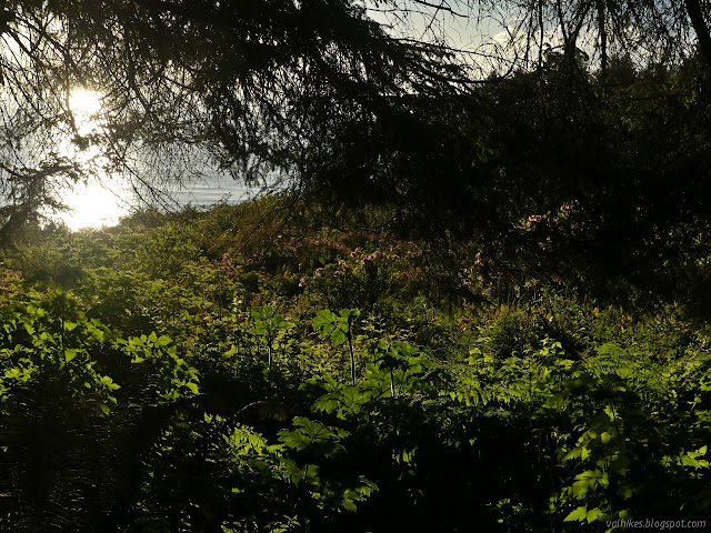 the edge of the forest where the sun reflecting from the ocean is visible