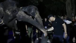 Surabaya night zoo
