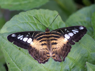 Parthenos sylvia - Clipper