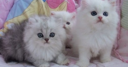 Daftar Harga Anak Kucing Persia