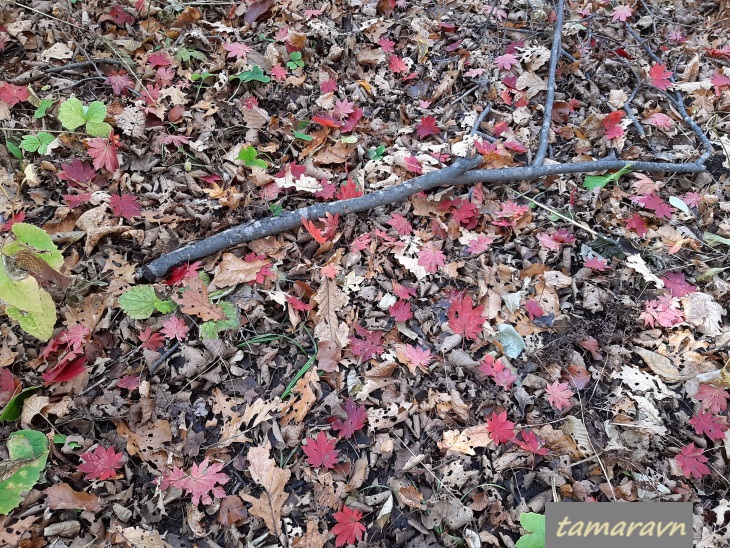 Клён ложнозибольдов (Acer pseudosieboldianum)