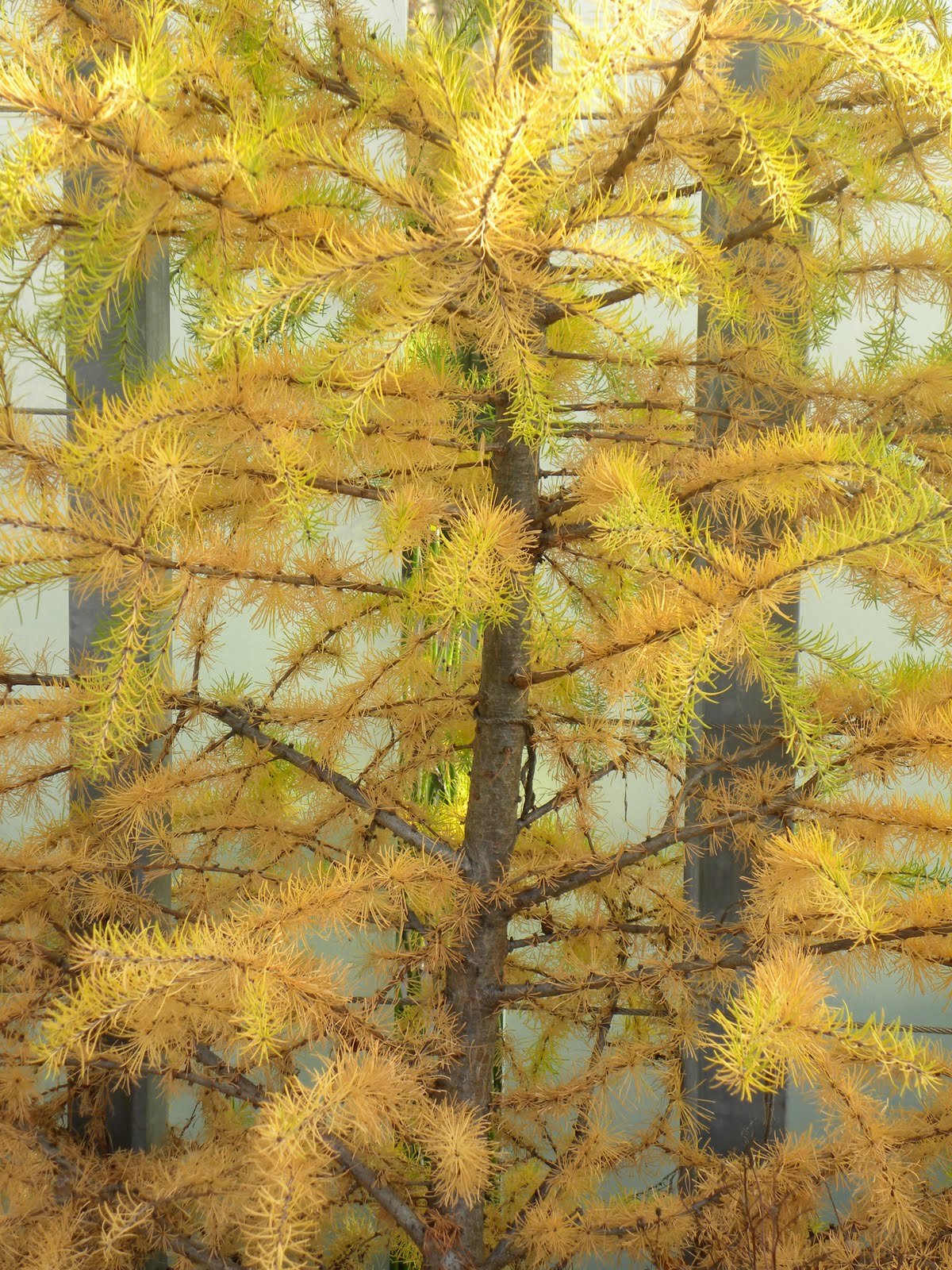 Saratoga Seed Company: Japanese Larch, Larix kaempferi