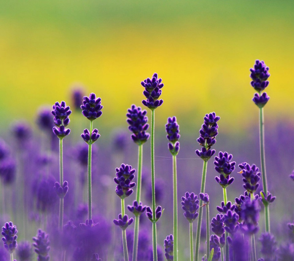 Lavender Flower Wallpaper