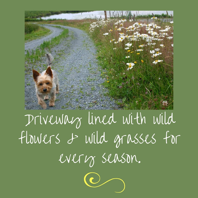 Driveway with lined with wild flowers & grasses.