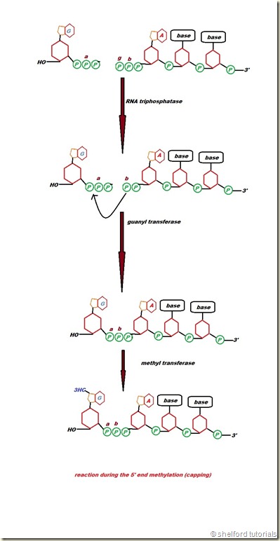 methylation