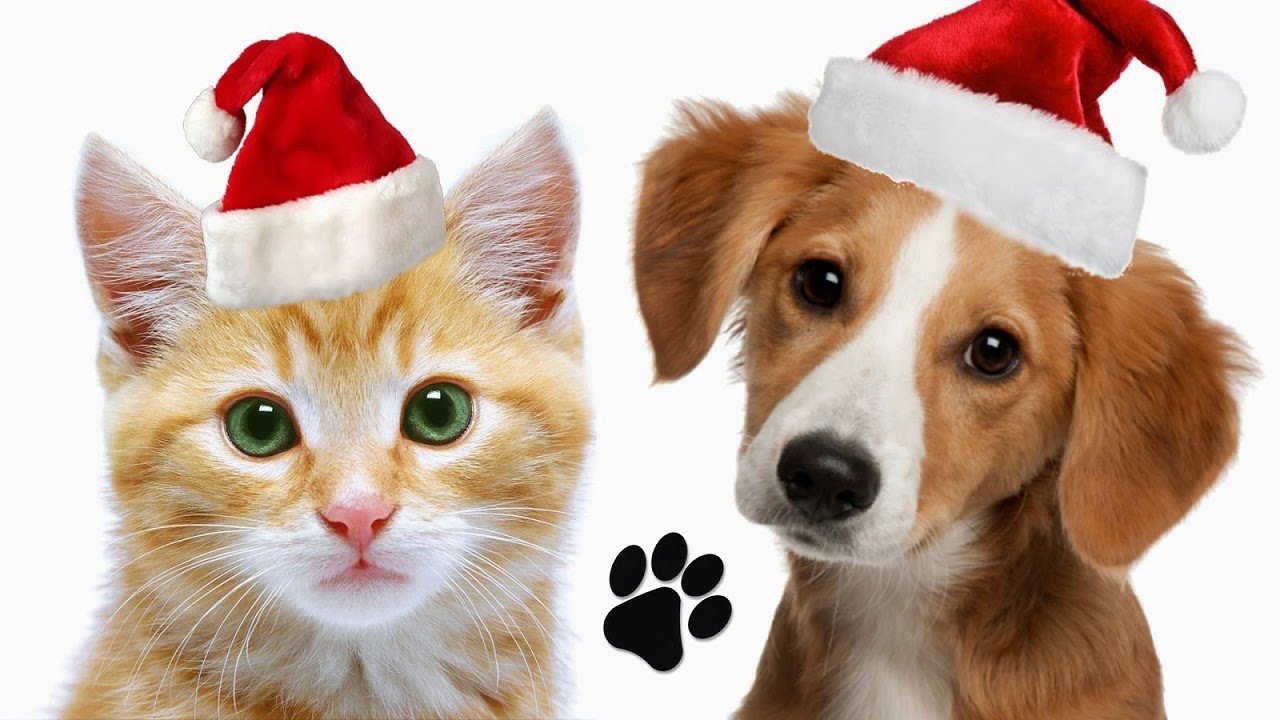 Cats and Dogs Love Christmas