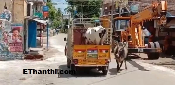 விற்கப்பட்ட பசுமாடு