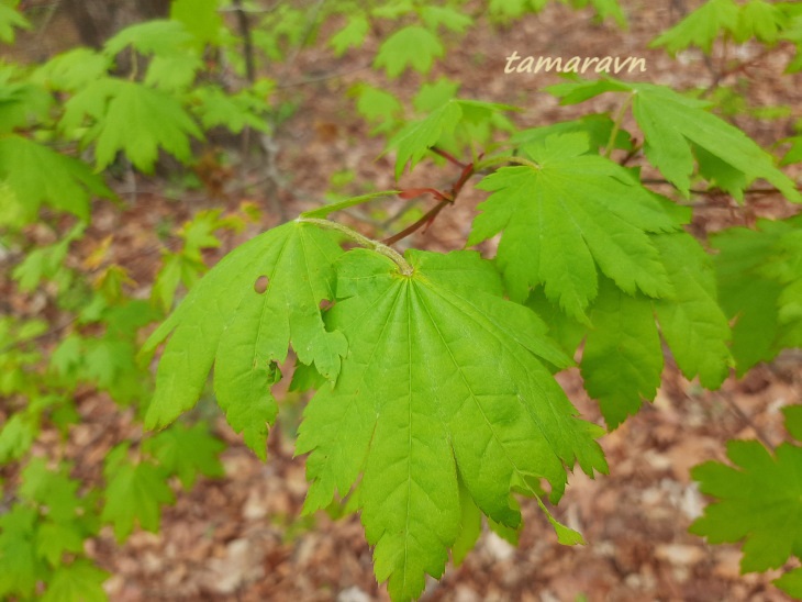 Клён ложнозибольдов (Acer pseudosieboldianum)