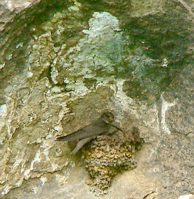 "Dusky Crag Martin, building nest at Mini Nakki Lake Mt Abu."