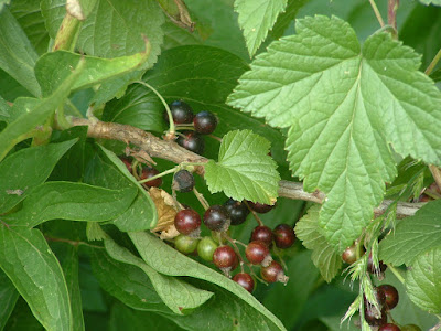 Photo of a branch with ripening blackcurrants