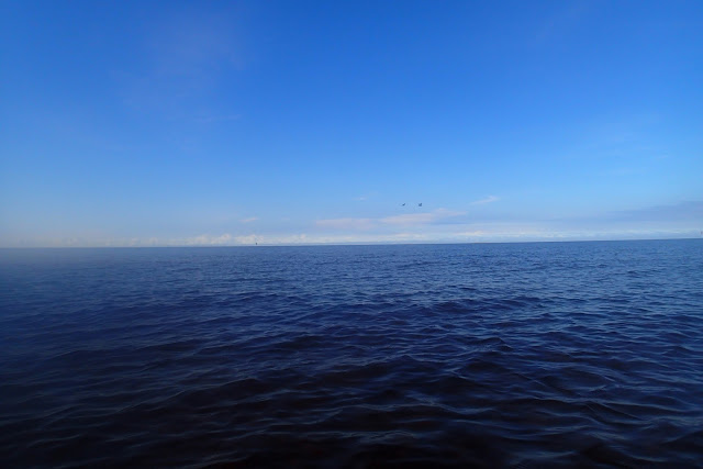 2 seabirds flying above the sea on clear sky.