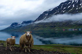 iceland sheep