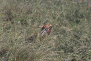 Rufous Female Cuckoo